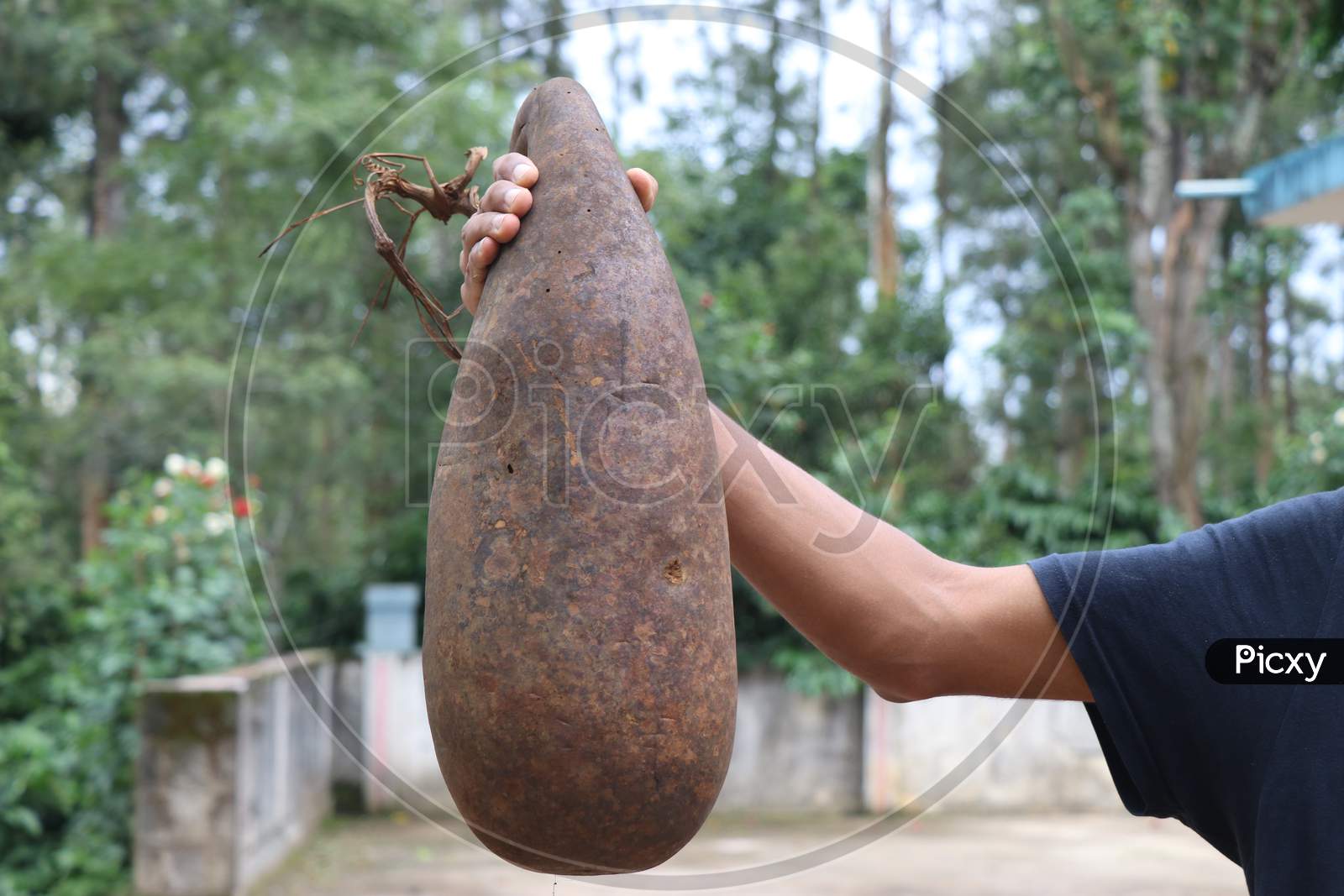 Bottle Gourd Completely Dried And Preserved On Countryside For Replanting Its Seeds