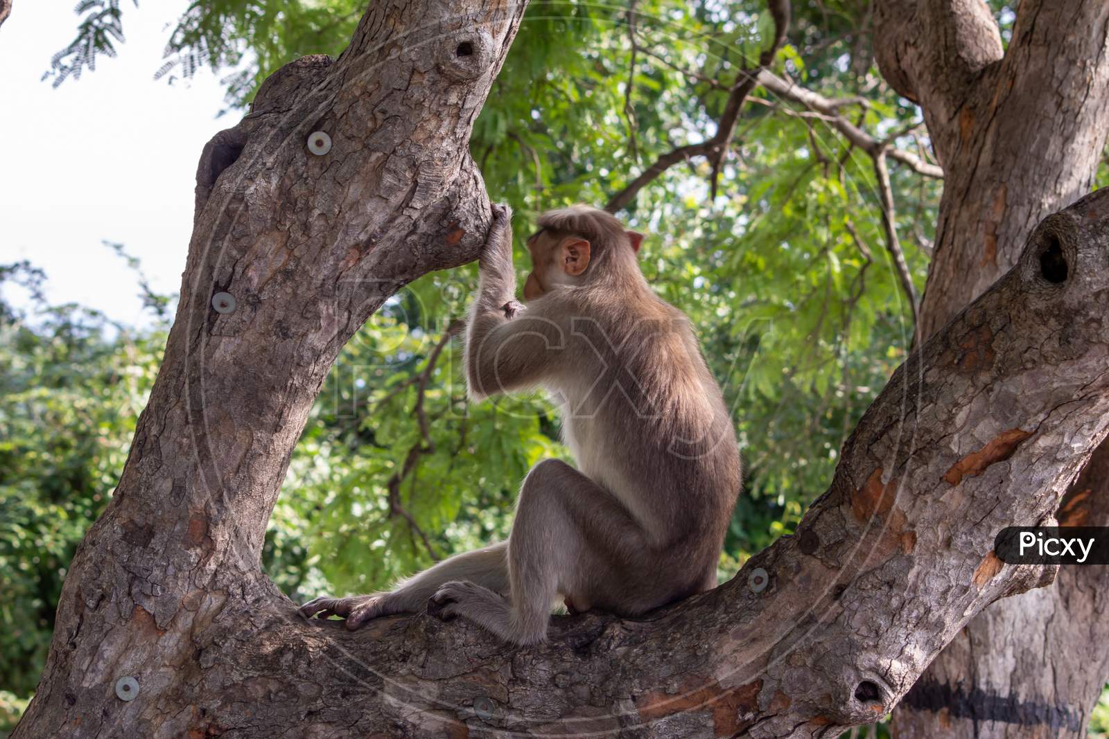 Back View Of A Monkey Sitting On A Tree Branch And Looking At The Ghat Road, Yercaud, Tamil Nadu