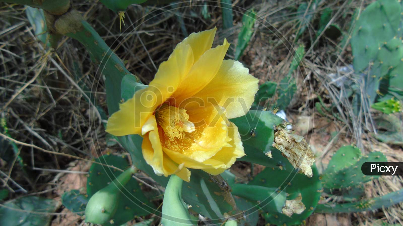 cute cactus flower in garden