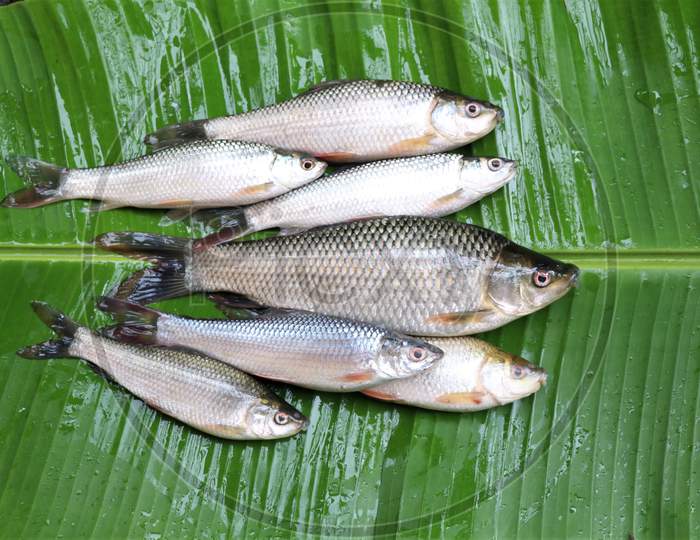 Fresh fish from pond on plantain leaf