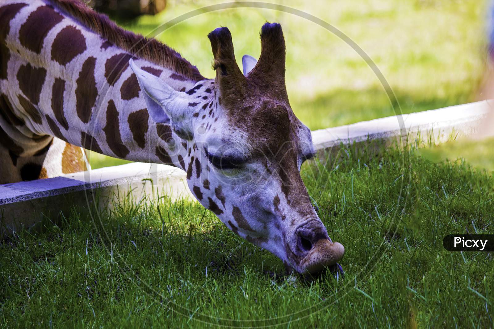 A Grass Eating Giraffe Head Shot In Krakow City Zoo, Poland - Europe