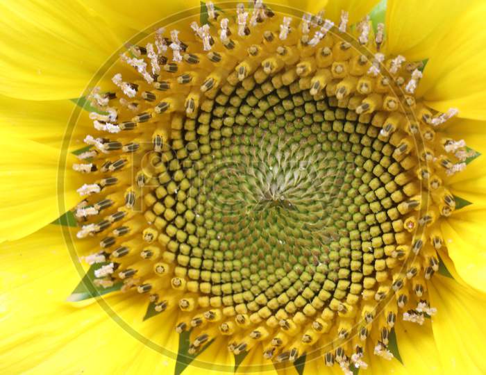Close up shot of sunflower seeds