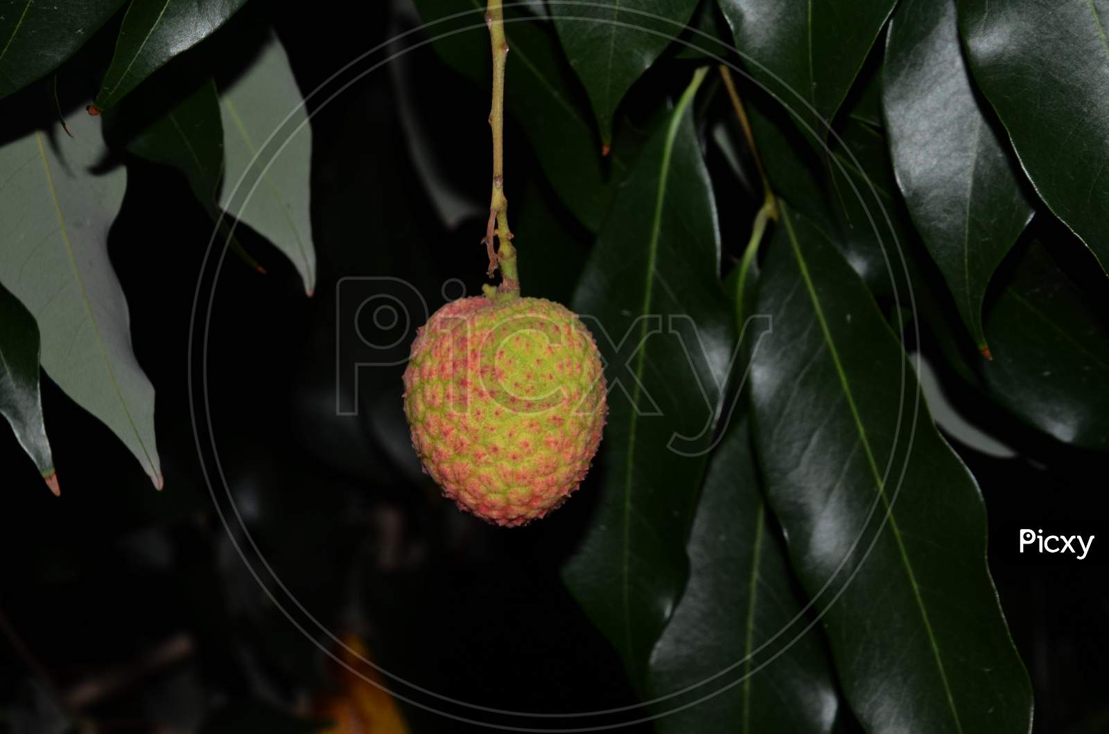 Lichi Fruit In The Black Background