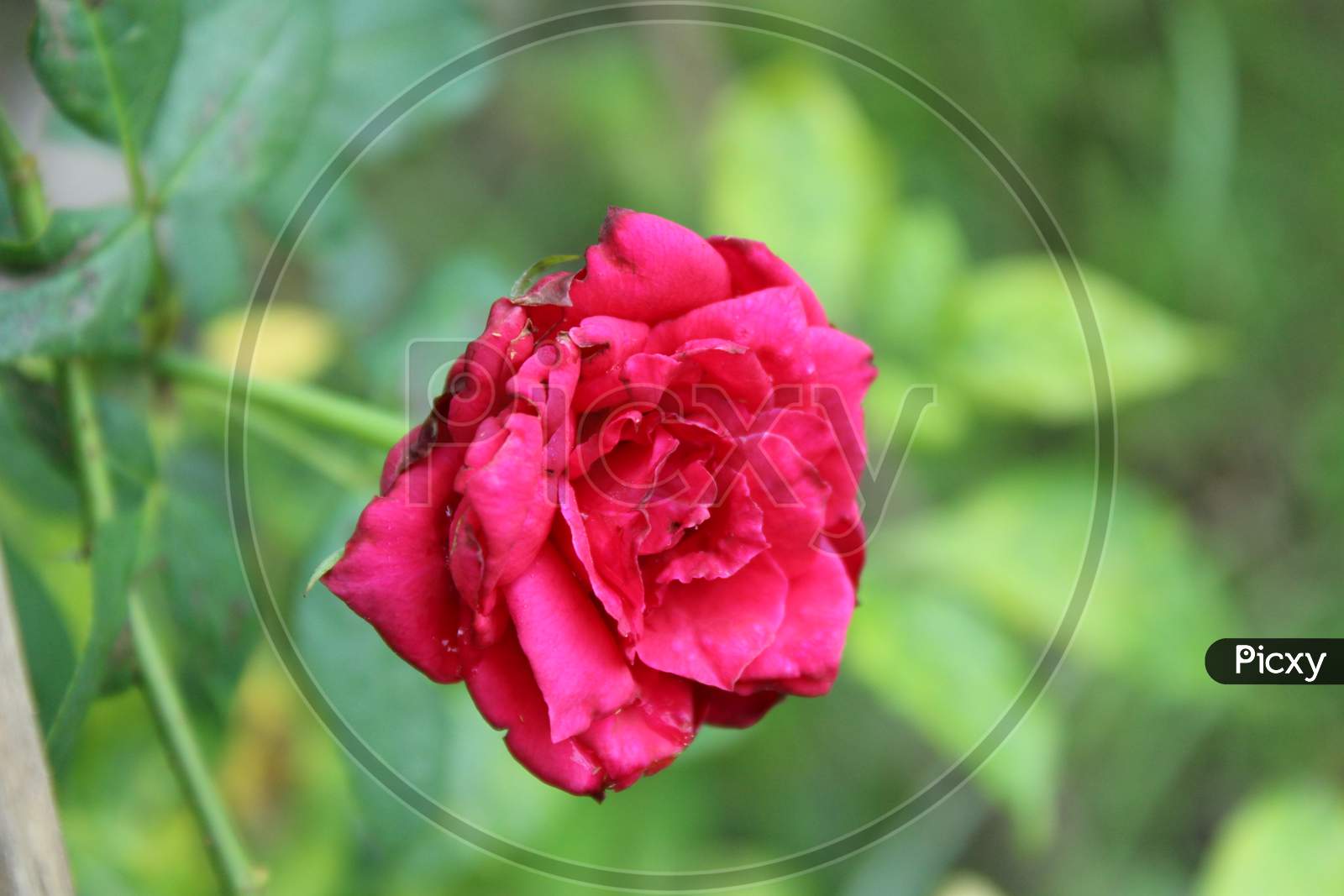 Red rose wonderful background photo cover