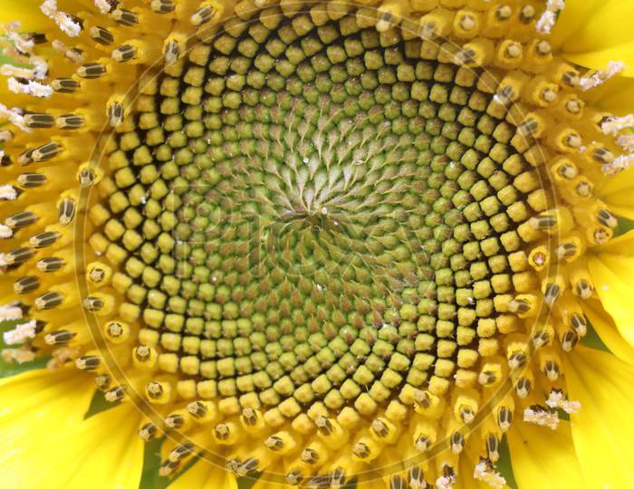 Close up shot of sunflower seeds