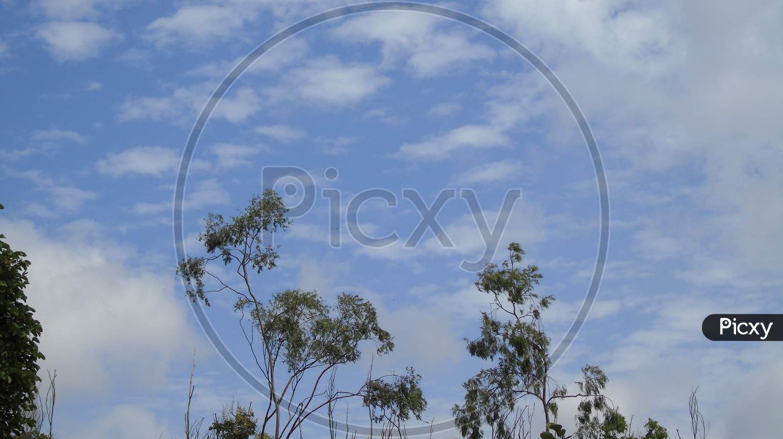 sky background tree