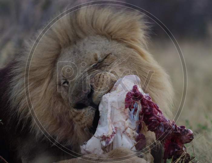 EATING LION