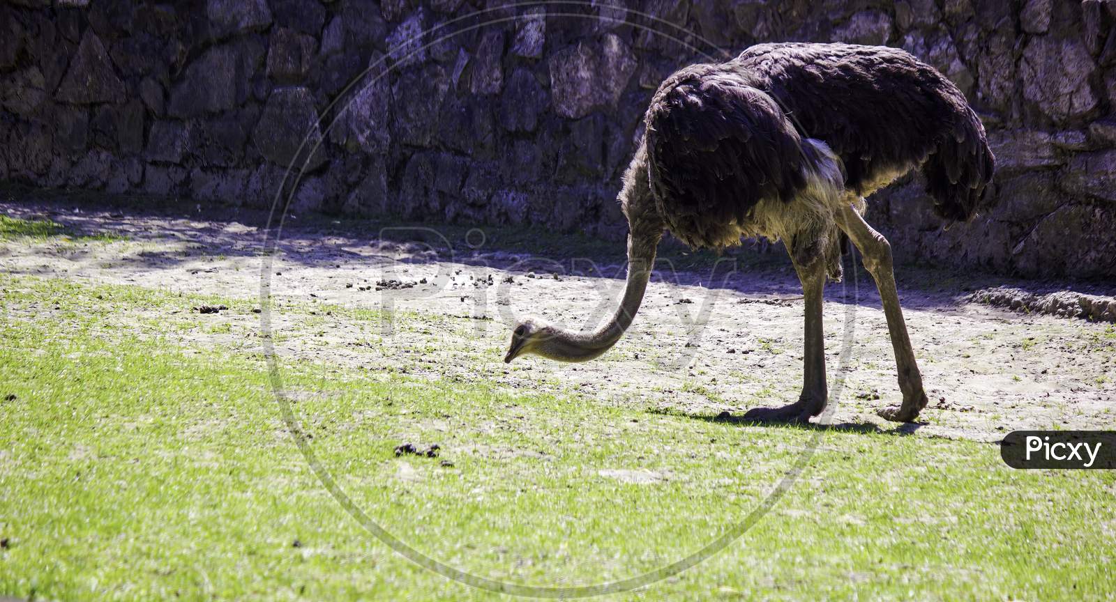 An Ostrich Bows Down Looking For Food In The Grass, Captured In Zoo Of Krakow, Poland - Europe