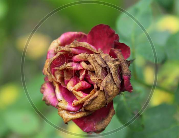 Rose photo capture in the garden