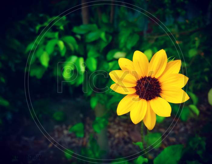 Beautiful sunflower with green leaf