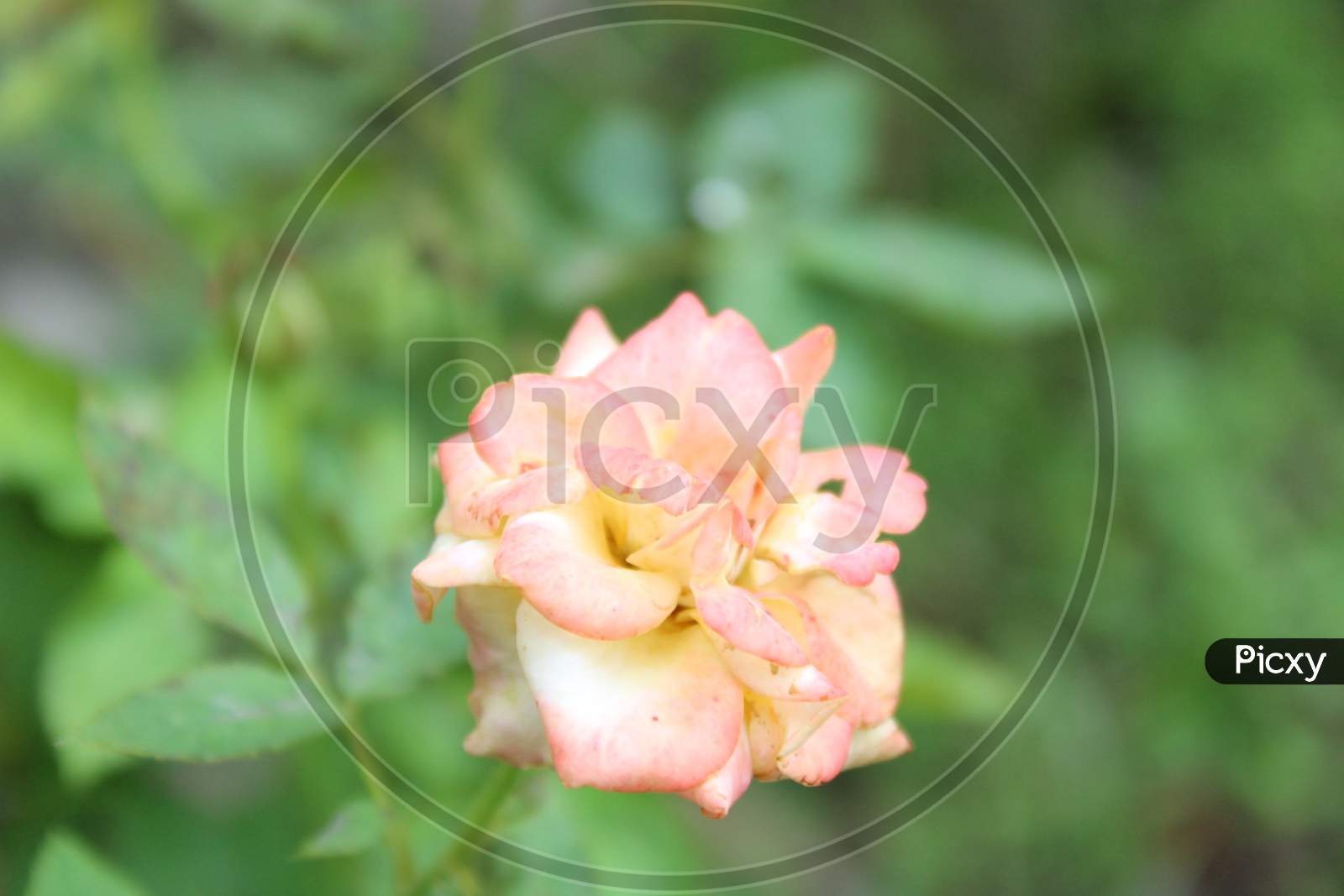 White rose flower background photo cover
