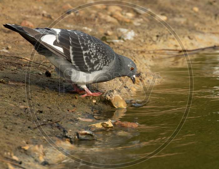 Feral Pigeon Drinking From Lake