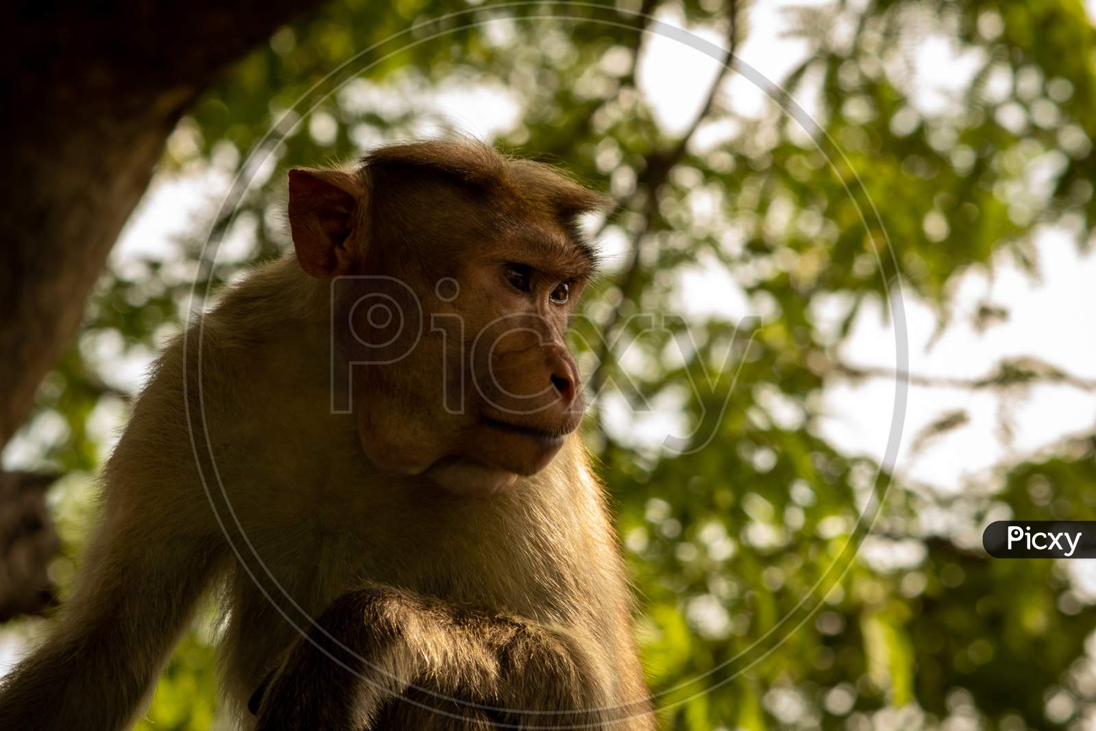 Monkey Sitting Over A Tree In The Eastern Ghats, Yercaud, Tamil Nadu