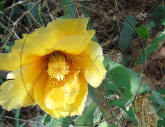 cactus plant with yellow