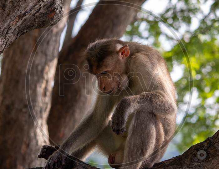 View Of A Monkey Over A Tree Branch Along The Way To Yercaud In Salem District, Tamil Nadu, India