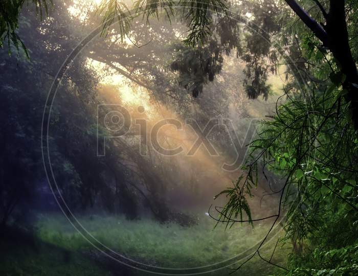Foggy Morning Sunshine Penetrating Through Trees In An Indian Forest Located In Gurgaon Suburbs In India