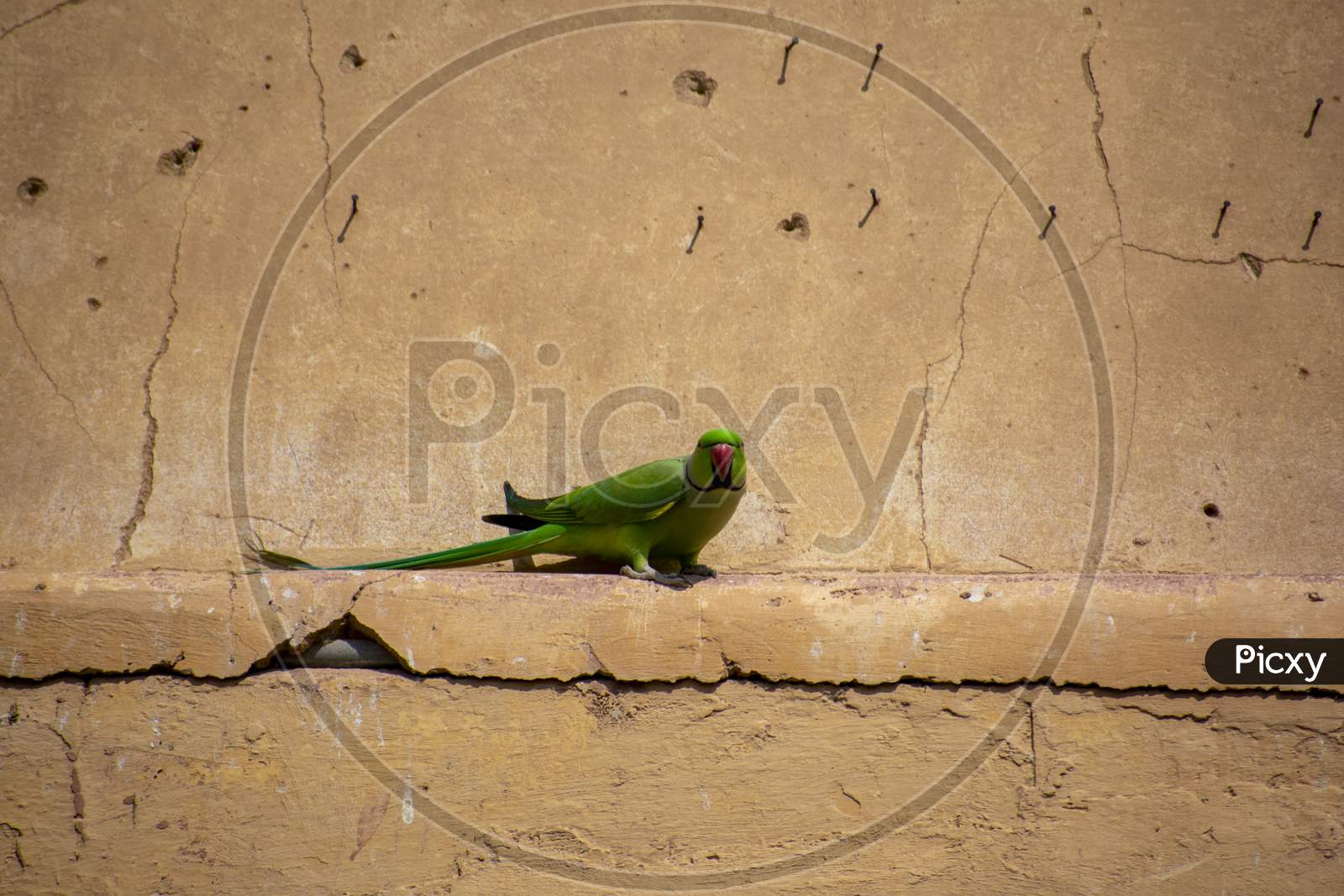 Indian Parakeet Sitting In A Fort Wall Of Jaipur