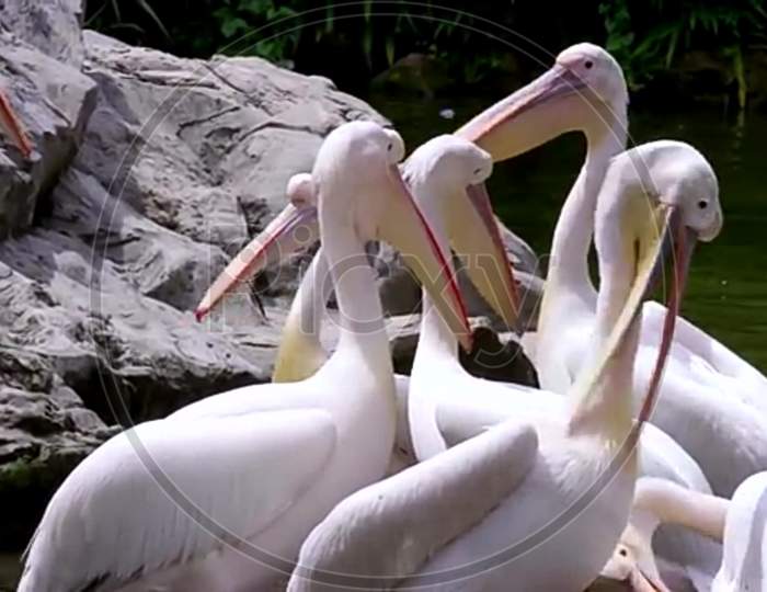Pelicans in groups