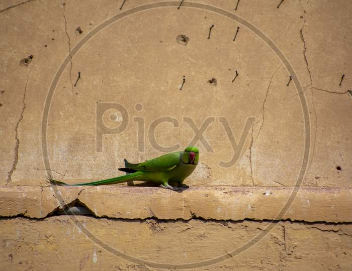 Indian Parakeet Sitting In A Fort Wall Of Jaipur