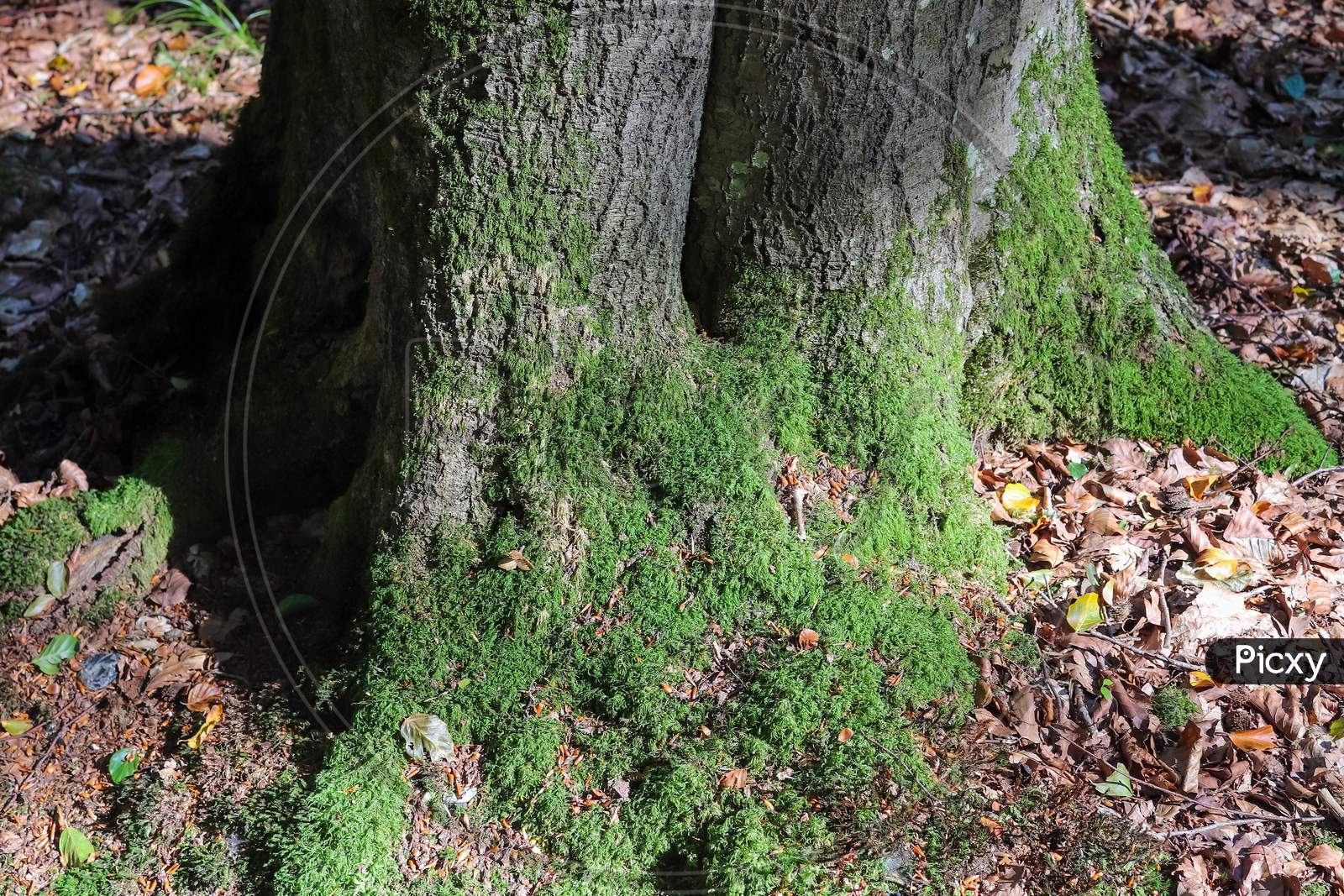 An old tree trunk in a european forest landscape environment