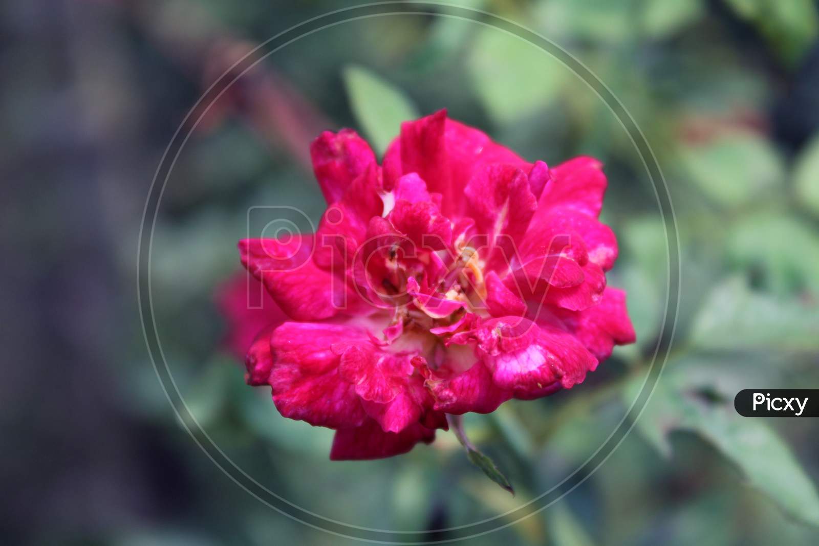 Red rose wonderful background photo cover