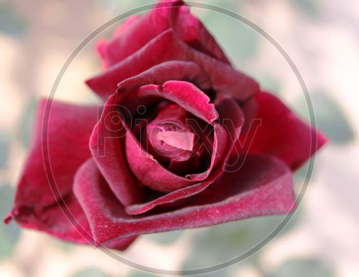close up of a red rose flower as seen from the top