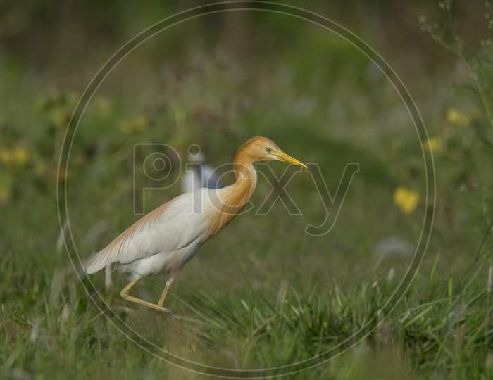 A wild bird moving on the grassland .