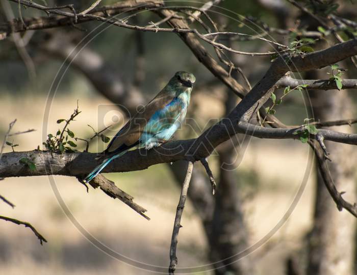 Indian Roller Hiding In A Bush At Ranthambore National Park