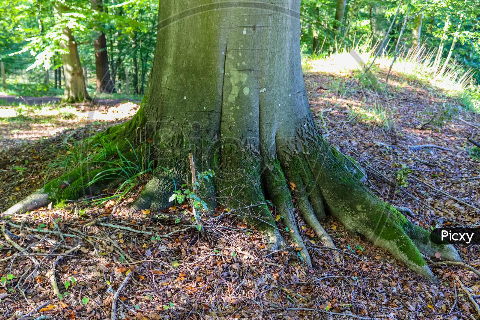 Image of An old tree trunk in a european forest landscape environment ...