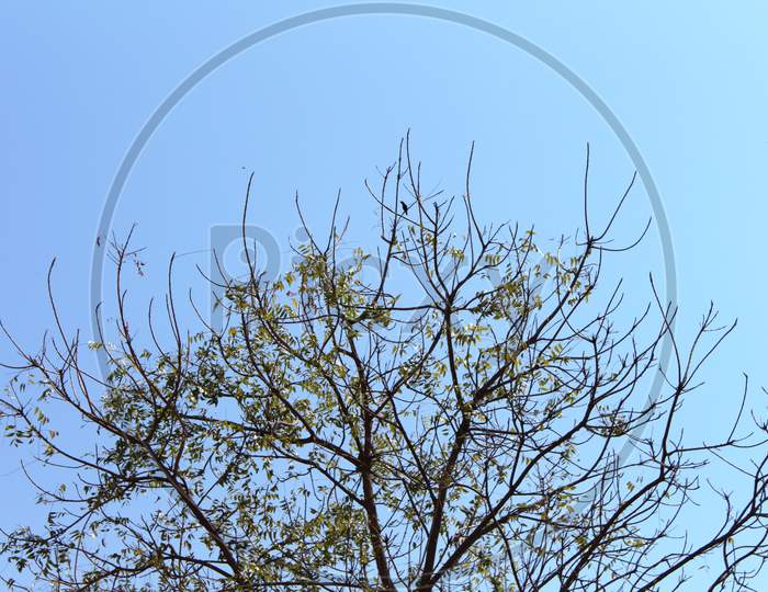 view of a neem tree with blue sky in the background