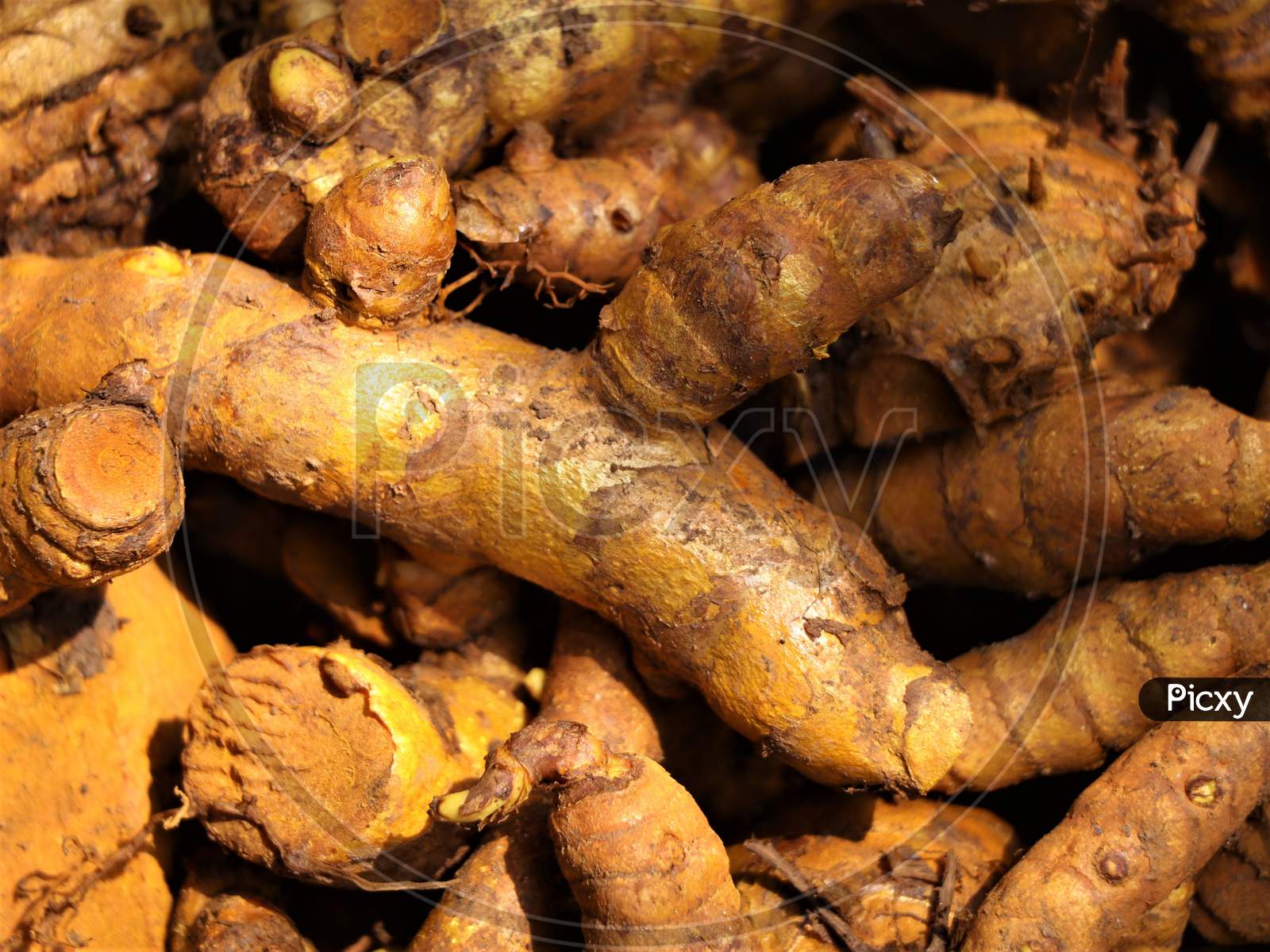 Fresh raw turmeric after steaming