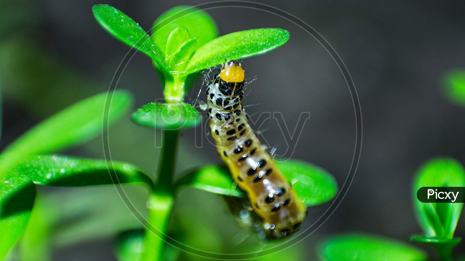 Macro photography of a caterpillar walking on leafs