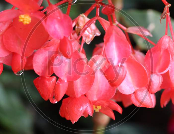 Beautiful red color begonia flowers with rain drops