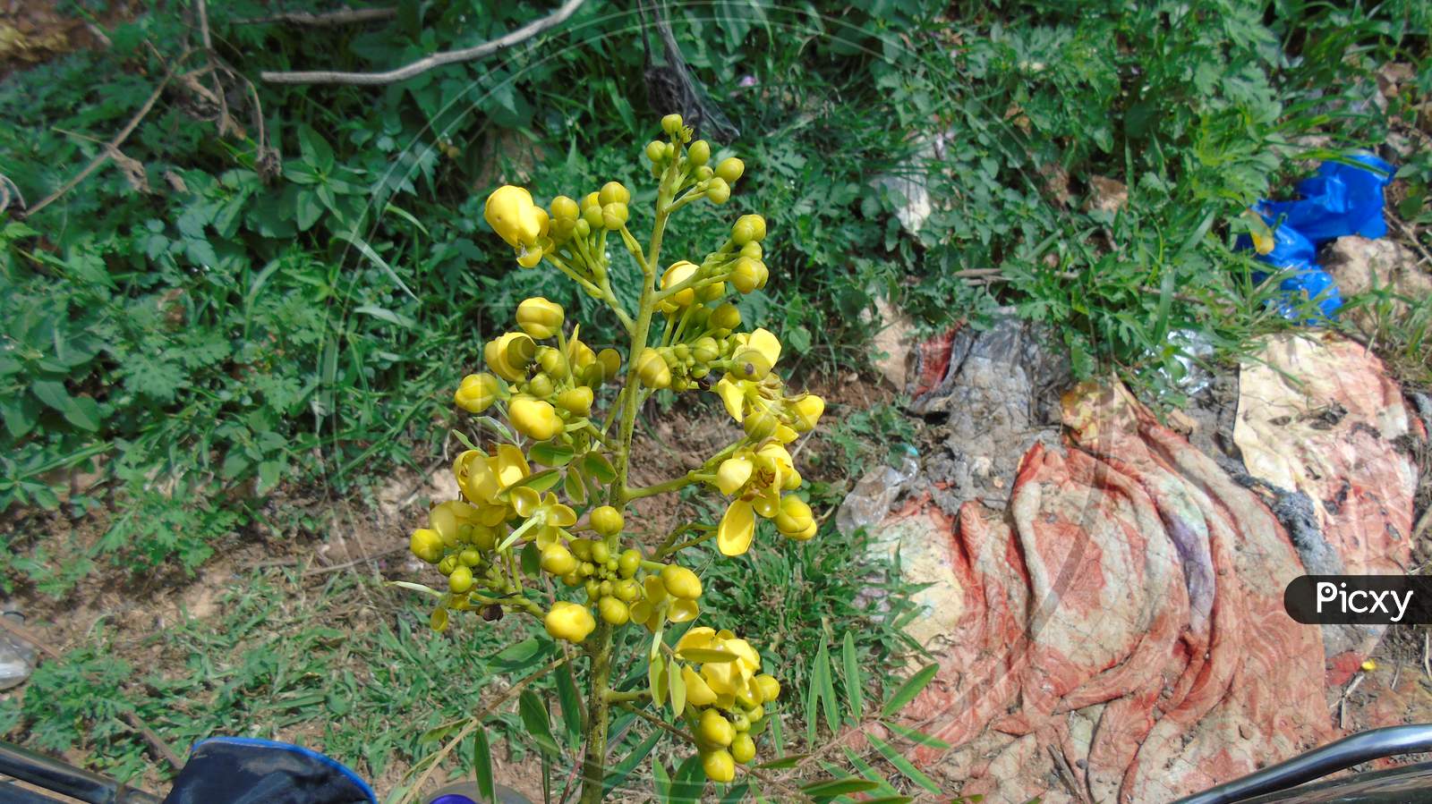 cute yellow flowers in garden