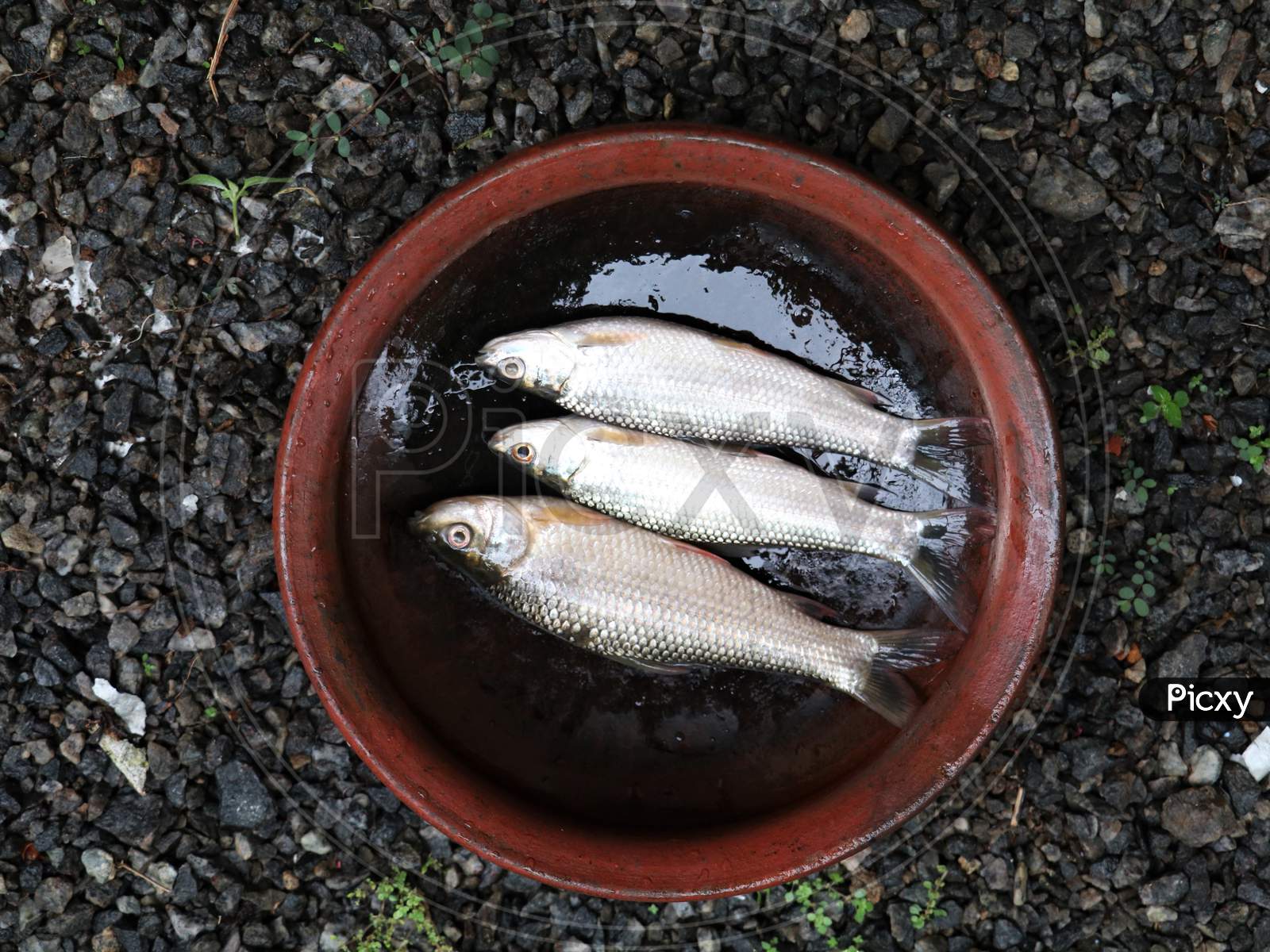 Fresh fish from home pond in clay pot