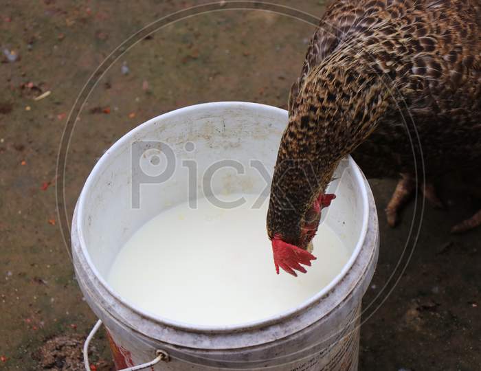 Country Chicken Which Is Feeding Herself From The Bucket Of Milk
