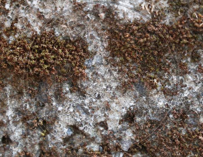 Non painted grey wall with dried moss, texture