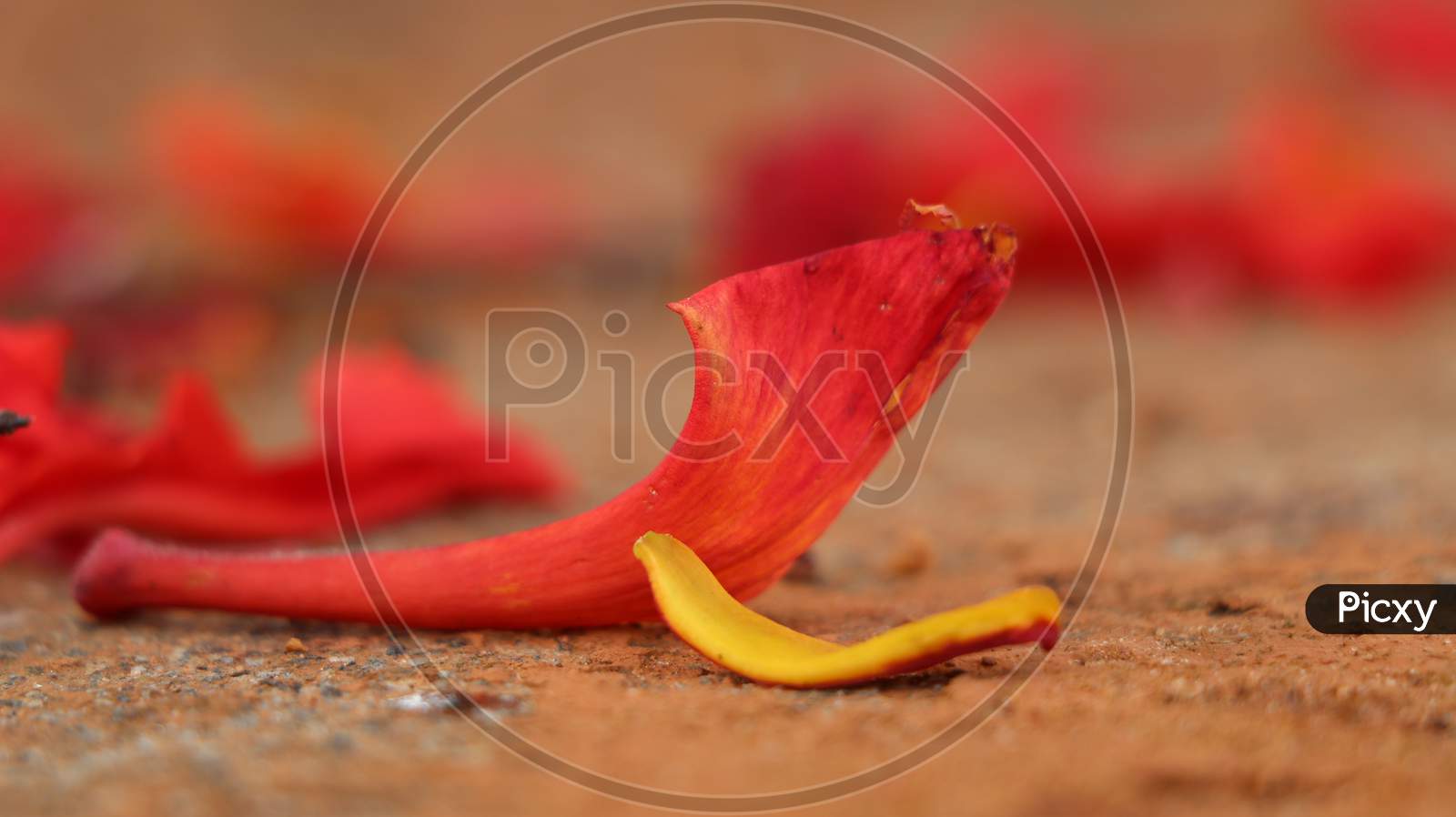 Fallen petals of gulmohar(delonix regia)