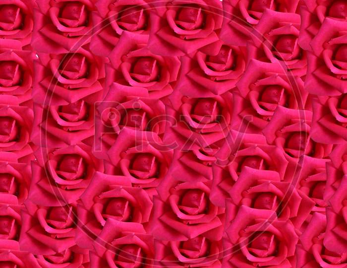 closeup flower wallpaper photo