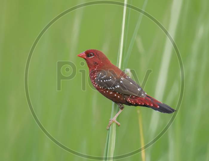 A beautiful red wild bird on the long grass .