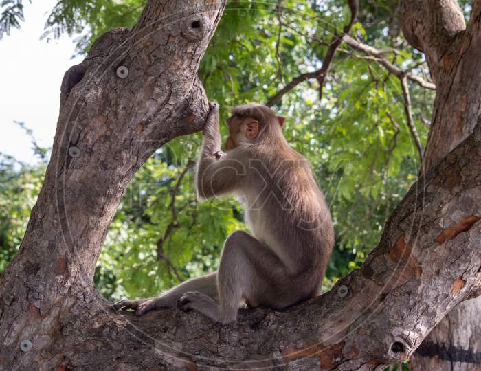 Back View Of A Monkey Sitting On A Tree Branch And Looking At The Ghat Road, Yercaud, Tamil Nadu