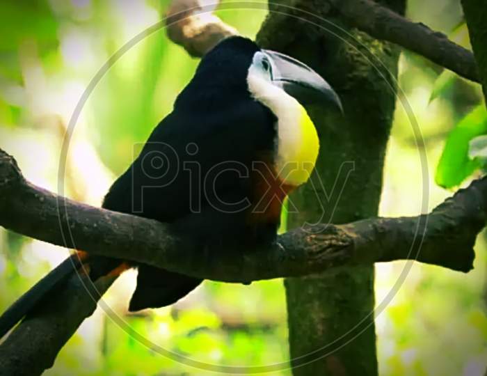 Yellow billed tocan on branch