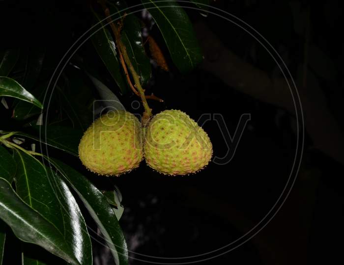 Lichi Fruit In The Garden Himachal Pradesh India