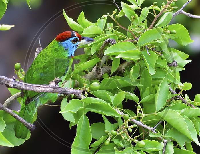 The Blue Throated Barbet