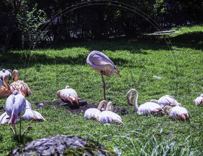 Bunch Of White Greater Flamingo, A Species Of Flamingos Sitting Together In A Park In Krakow City, Poland - Europe