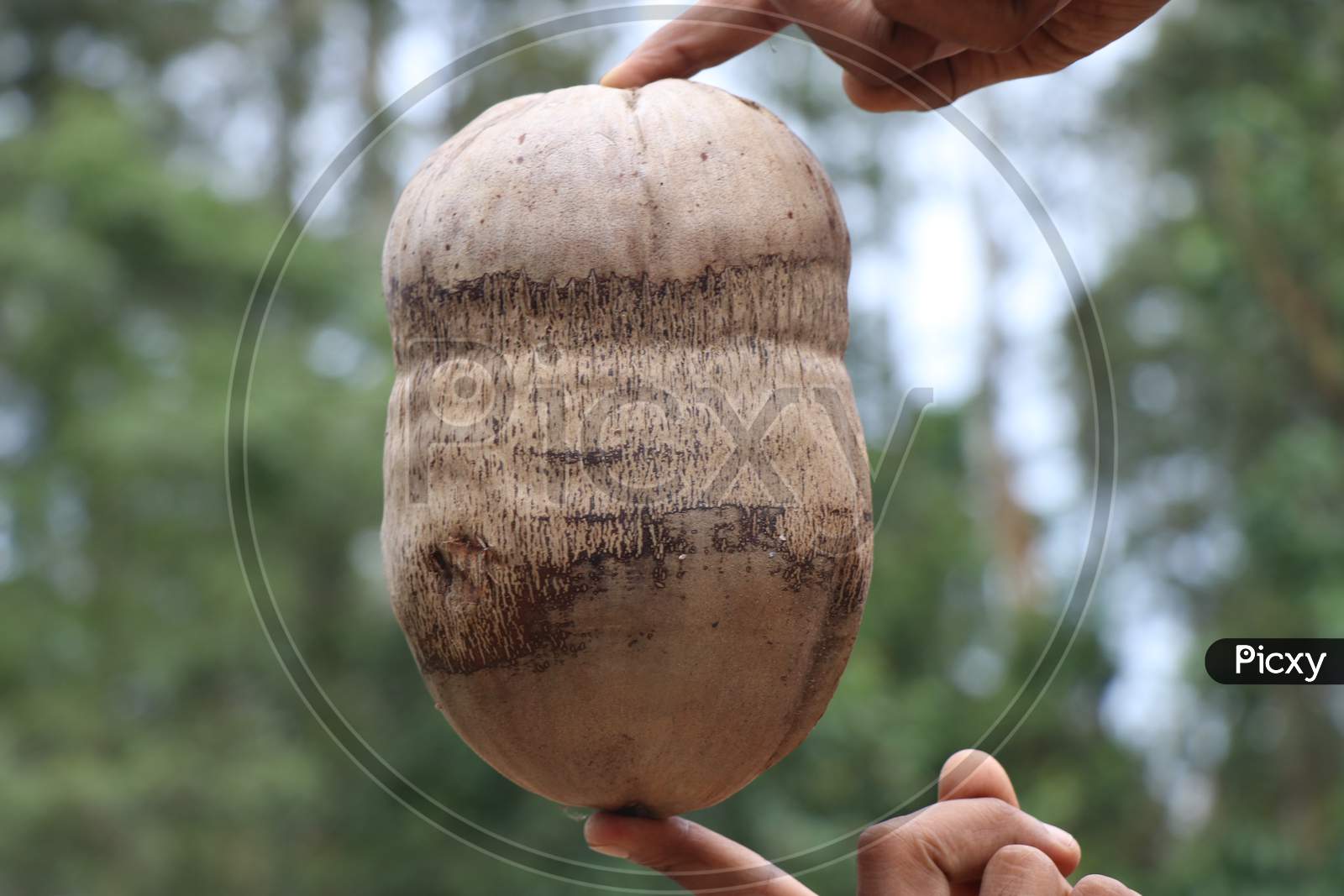 Dry Coconut Which Is Vegetable Ingredient With Husk And Completely Ripe Held In Hand