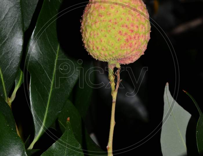 Lichi Fruit In The Green Leaf