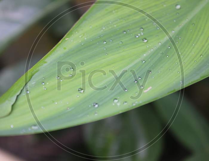 Natural green tree leaf background cover photo