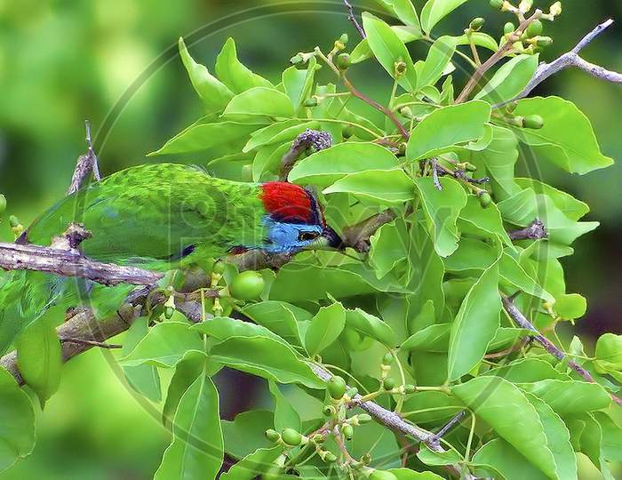 The Blue Throated Barbet