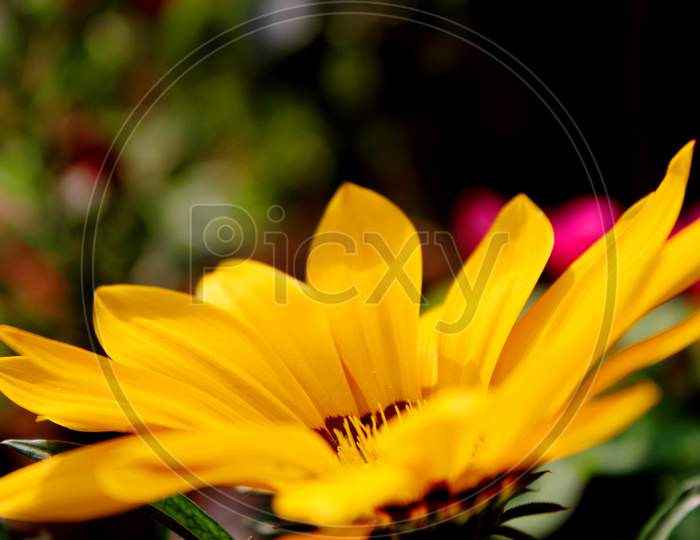 close up of a yellow gazania flower